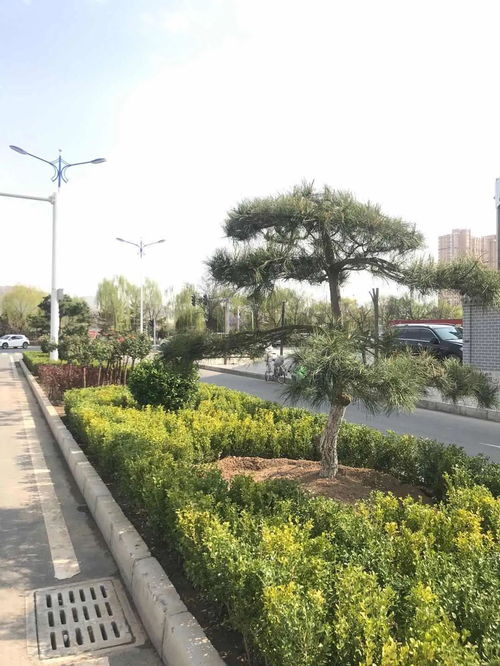 臨夏市 立足城市生態(tài)建設(shè),打造精品園林綠化