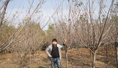 【日本櫻花,日本晚櫻,日本早櫻花基地】?jī)r(jià)格,廠家,圖片,喬木,河南開元園林生態(tài)實(shí)業(yè)-