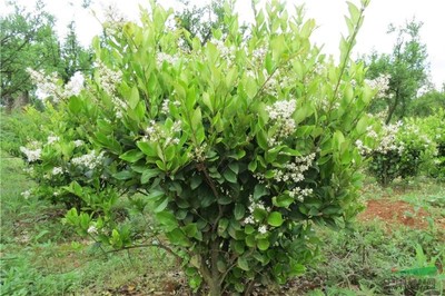 優質園林綠化苗木供應 大葉女貞、小葉女貞球、金森女貞及其球型品種